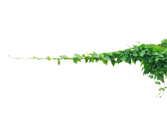 Vibrant Green Ivy Vine Against a White Backdrop, Green branch of a plant with fresh leaves isolated on a white background, embodying natural growth and spring foliage