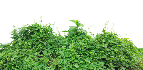 Obraz premium a bush with green leaves on it, Fresh green plant leaves isolated on a white background, perfect for healthy food and organic garden themes, green grass on white background