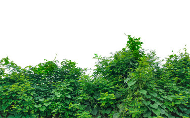 green leaves on white, a green wall with plants on it, green ivy leaves frame, a bush with green leaves on it, Fresh green plant leaves isolated on a white background, perfect for healthy food and org