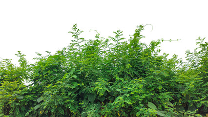 Fresh green plant leaves isolated on a white background, perfect for healthy food and organic garden themes
