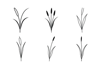 Cattail Herb Illustration in Black and White