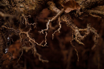 Roots at the bottom of a tree in German forest