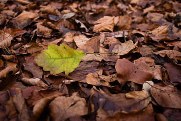 Yellow leaf in brown leaves in German forest