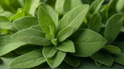 Fresh, velvety green sage leaves are arranged in a lush, compact cluster on a solid green surface