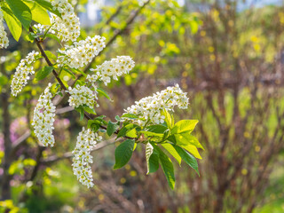 White flowers blooming bird cherry. Close-up of a Flowering Prunus padus Tree with White Little...