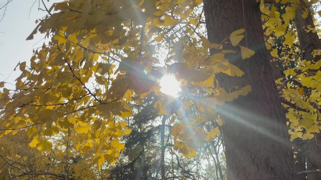 autumn leaves on the tree，Ginkgo trees and bright sunshine in autumn