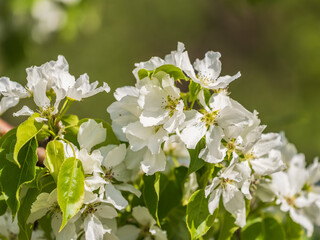 White blossoming apple trees. White apple tree flowers