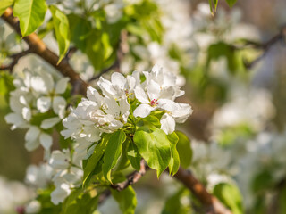 White blossoming apple trees in the sunset light. Spring season, spring colors.