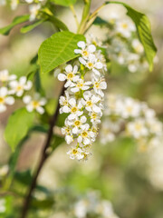 White blossoming apple trees in the sunset light. Spring season, spring colors.