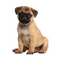 Obraz premium A fawn colored pug puppy sitting upright with a transparent background looking directly at the viewer