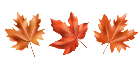 realistic maple leaves isolated on the white background.use for autumn festival decorative,greeting card,background and poster design clip art vector illustration.