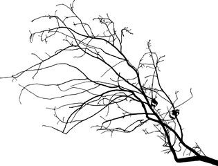 Vector illustration of natural oak branch