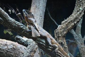 上を見る動物園のエリマキトカゲ