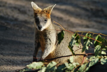 こっちを見る動物園のカンガルー