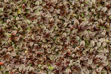 Dense cluster of reddish-brown leaves with subtle green highlights, forming a rich textured ground cover..........