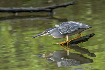 A heron waits on a tree branch waiting for a fish to pass by