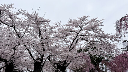 cherry blossoms in Hirosaki Castle