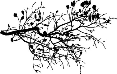 Vector illustration of natural oak branch