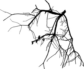 Vector illustration of natural oak branch