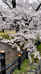 cherry blossoms in Hirosaki Castle