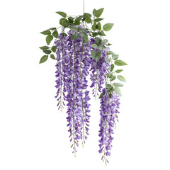 Purple wisteria hanging bouquet isolated on transparent background