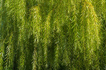 Branches of the weeping willow (Salix babylonica) on the bank of the moat around Himeji Castle (