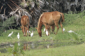 Wild Horses in Mannar, Sri Lanka 