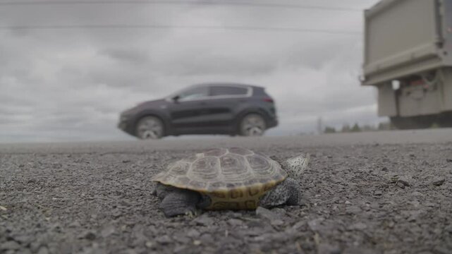 Traffic passing by a turtle on the highway