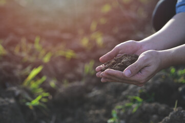 Hands carefully holding soil in sunlight, symbolizing growth, nature, and environmental care.