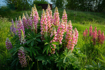 Blooming lupine flowers . Lupine field. Colorful lupinus of pink, violet, blue, white,  . Lupine in full bloom.