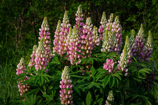 Blooming lupine flowers . Lupine field. Colorful lupinus of pink, violet, blue, white,  . Lupine in full bloom.