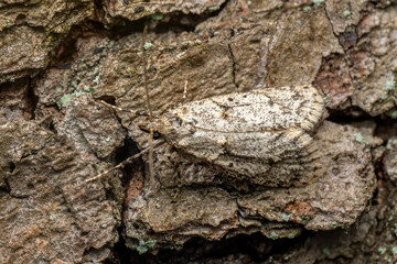 March dagger moth - Diurnea fagella, small spring moth from European forests and woodlands, Zlin,...