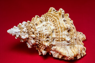Textured Seashell on a Red Background