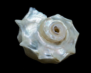 Iridescent Pearled Delphinula Seashell Exquisite Nacreous Marine Beauty