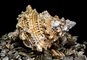 Spiky Triton Shell on Natural Stone Surface
