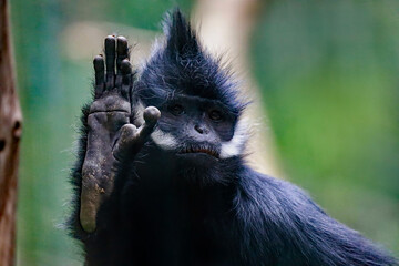A Francois langur monkey showing the palm of it's hand.
