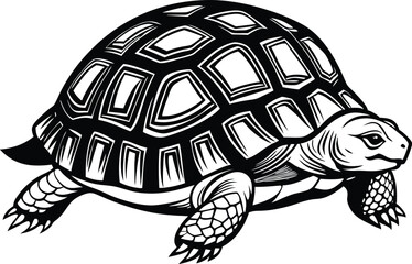 turtle vector illustration
