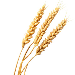 Three golden wheat stalks isolated on black background