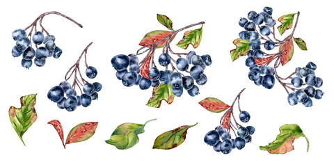 Black chokeberry, various aronia tree branches, colorful leaves set watercolor illustrations isolated. Dark blue berries, foliage in botanical sketch hand painted for label, packaging, autumn themed.