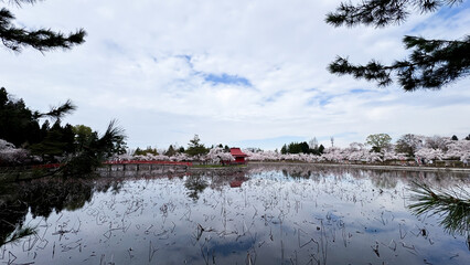  Cherry Blossom in Sakura Park, Aomori, Japan