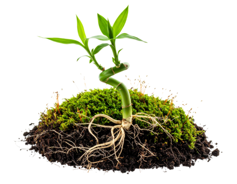 Macro closeup of twisted fortunate bamboo stem with moss and wild roots