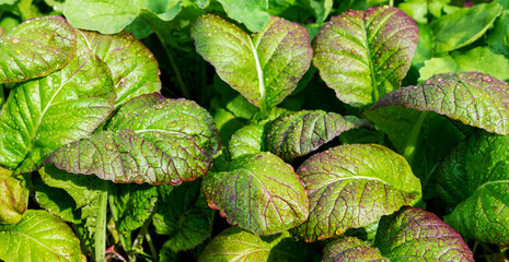 Leafy green mustard salad in the garden. Fresh greens with water droplets on the leaves.