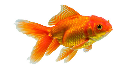 Orange Goldfish – Diagonal Studio Shot on  isolated on transparent background Generative Ai PNG  Shimmering Goldfish – Full-Body View   aquarium fish