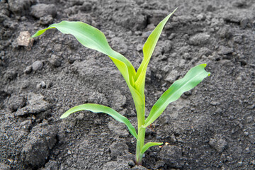 Young corn shoots in a vegetable garden. One small corn plant close-up.
