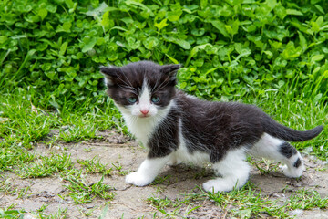 Kitten on a path in the garden. A little kitten explores the garden.
