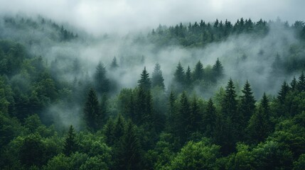 Mystic coniferous forest landscape covered in a delicate misty haze