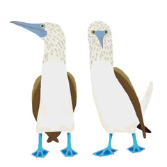 油彩ブラシで描いたアオアシカツオドリのイラスト　正面と横向きのセット　クリップアート　挿絵　png