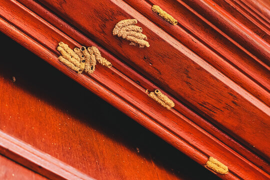 Colony of mud dauber wasps building nests on wooden door frame. Mud nest of mud dauber, aka dirt dauber, dirt digger, dirt diver, or mud wasp. Mud dauber Insect nest made of soil gathered together.