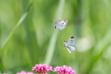 宙を舞う二匹の白い蝶