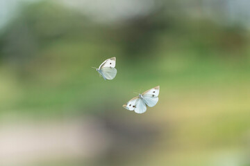 宙を舞う二匹の白い蝶